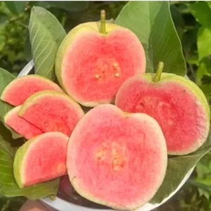Ruby Guava Live Plant - Grafted Fruit Tree 4 Ft Tall - Zones 9-11 - Tropical - Image 8