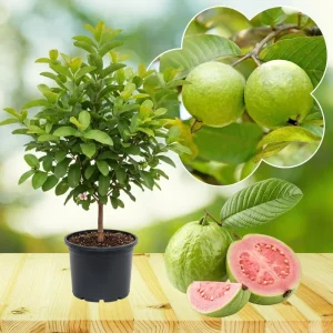 Ruby Guava Tree Live Plant - 3 to 4 Feet Tall, Hardy Tropical Fruit - Image 2