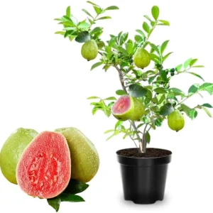 Ruby Guava Tree Live Plant - Grafted, 4 ft Tall, Tropical Fruit, Zones 9-11 - Image 5