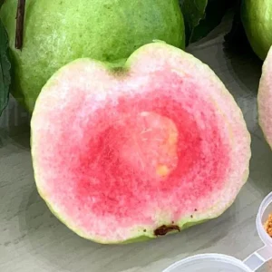 Ruby Guava Tree Live Plant - Grafted, 4 ft Tall, Tropical Fruit, Zones 9-11 - Image 7