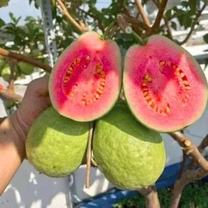 Ruby Guava Tree Live Plant - Grafted, 4 ft Tall, Tropical Fruit, Zones 9-11 - Image 1