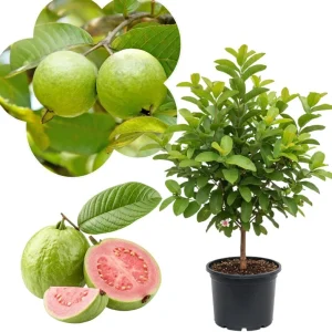 Ruby Guava Tree Live Plant, Grafted Tropical Fruit, 4 Feet Tall - Image 2
