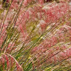 Ruby Muhly Grass Live Plant – Muhlenbergia Capillaris Ornamental Grass 5-8
