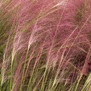Ruby Muhly Grass Live Plant – Muhlenbergia Capillaris Ornamental Grass 5-8