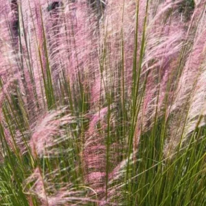 Ruby Muhly Grass Live Plant – Muhlenbergia Capillaris Ornamental Grass 5-8