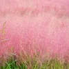 Ruby Muhly Grass Live Plant – Muhlenbergia Capillaris Ornamental Grass 5-8" Tall Hardy Perennial Outdoor - Image 1