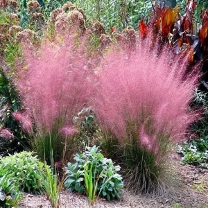 Ruby Muhly Grass Live Plant Set of 2 - Muhlenbergia Capillaris Ornamental Grass, 5-8