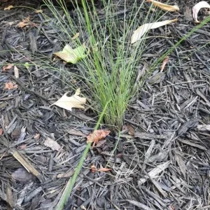 Ruby Muhly Grass Live Plant Set of 2 - Muhlenbergia Capillaris Ornamental Grass, 5-8