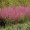 Ruby Muhly Grass Live Plant Set of 2 - Muhlenbergia Capillaris Ornamental Grass, 5-8" Tall, Hardy Perennial for Full Sun - Image 1