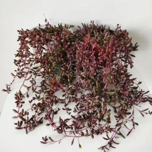Ruby Necklace Succulent Live Plant, Othonna Capensis, Purple Pink, 4 Inch Pot, Trailing - Image 1