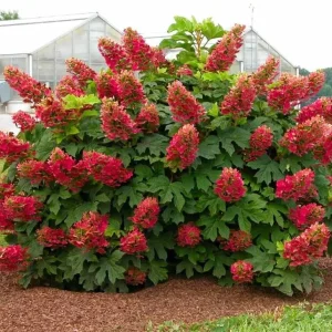 Ruby Slippers Oakleaf Hydrangea Live Plant – Perennial Shrub, 5-8 Inch Tall Starter - Image 2