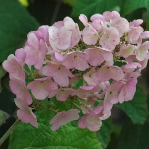 Ruby Slippers Oakleaf Hydrangea Live Plant – Perennial Shrub, 5-8 Inch Tall Starter - Image 3
