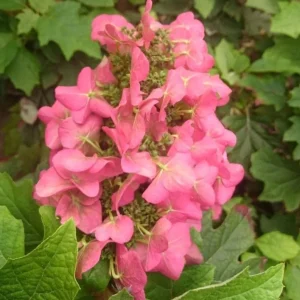 Ruby Slippers Oakleaf Hydrangea Live Plant – Perennial Shrub, 5-8 Inch Tall Starter - Image 4