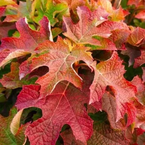 Ruby Slippers Oakleaf Hydrangea Live Plant – Perennial Shrub, 5-8 Inch Tall Starter - Image 5