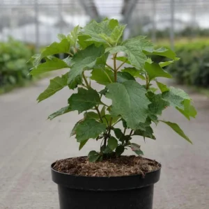 Ruby Slippers Oakleaf Hydrangea Live Plant – Perennial Shrub, 5-8 Inch Tall Starter - Image 8