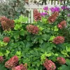 Ruby Slippers Oakleaf Hydrangea Live Plant – Perennial Shrub, 5-8 Inch Tall Starter - Image 1