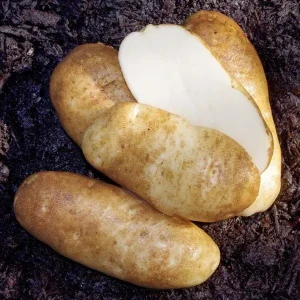 Russet Potato Seeds for Planting - 140 Count Heirloom Vegetable Seeds - Image 3