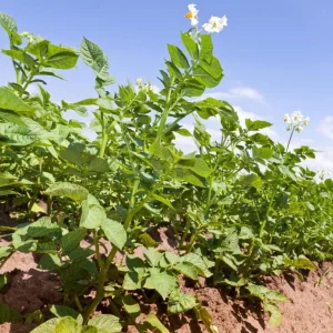 Russet Potato Seeds for Planting - 140 Count Heirloom Vegetable Seeds - Image 6