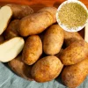Russet Potato Seeds for Planting - 140 Seeds Heirloom Vegetable - Image 1