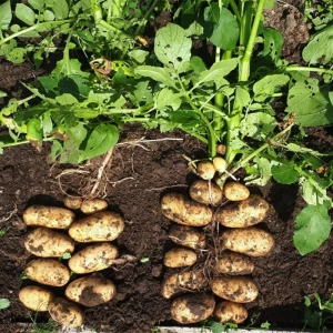 Russet Potato Tubers for Planting – 1 Pound High Yield Heirloom Vegetable Bulbs for Outdoor Home Garden Zones 3-9 - Image 4