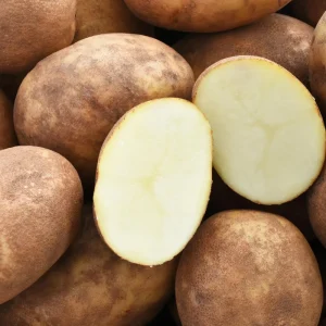 Russet Potato Tubers for Planting – 1 Pound High Yield Heirloom Vegetable Bulbs for Outdoor Home Garden Zones 3-9 - Image 1