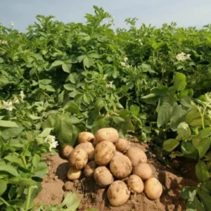 Russet Potato Tubers for Planting – 1 Pound High Yield Heirloom Vegetable Bulbs for Outdoor Home Garden Zones 3-9 - Image 7