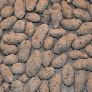 RUSSET Seed Potatoes - Spring, CERTIFIED Seed Potato - Non-Gmo Heirloom Plant Tuber Spud - Image 2