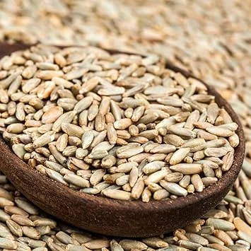 Rye Cover Crop Seeds - 3 Lb Bag, Fast-Growing Grass Seed for Lawns & Gardens, Outdoor - Image 1