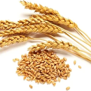 Rye Grass Seeds 2 lb Bag – Quick Growing Cover Crop & Lawn Seed - Image 1