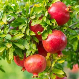 Salavatski Pomegranate Tree Live Plant in Pot - Outdoor Fruit Tree - Image 1