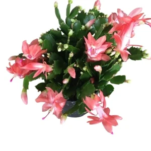 Salmon Christmas Cactus Live Plant 4-6