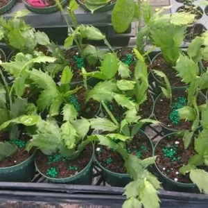 Salmon Christmas Cactus Live Plant 4-6