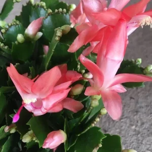 Salmon Christmas Cactus Live Plant 4-6