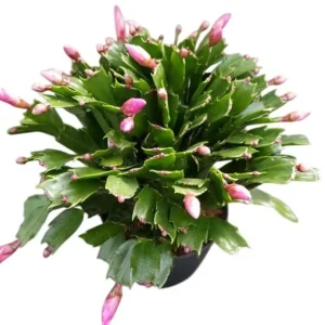 Salmon Christmas Cactus Live Plant 4-6