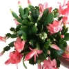 Salmon Christmas Cactus Live Plant 4-6" Tall - Schlumbergera Succulent - Image 1