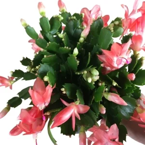 Salmon Christmas Cactus Live Plant 4-6