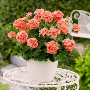 Salmon Geranium Live Starter Plant – 2 Pack, 2-3 Inch Tall – Outdoor Flower - Image 2