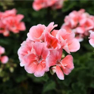 Salmon Geranium Live Starter Plant – 2 Pack, 2-3 Inch Tall – Outdoor Flower - Image 3