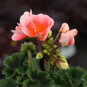 Salmon Geranium Live Starter Plant – 2 Pack, 2-3 Inch Tall – Outdoor Flower - Image 4