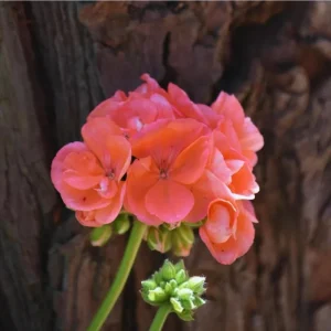 Salmon Geranium Live Starter Plant – 2 Pack, 2-3 Inch Tall – Outdoor Flower - Image 5
