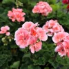 Salmon Geranium Live Starter Plant – 2 Pack, 2-3 Inch Tall – Outdoor Flower - Image 1