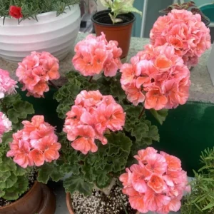 Salmon Geranium Live Starter Plant – 2 Pack, 2-3 Inch Tall – Outdoor Flower - Image 7