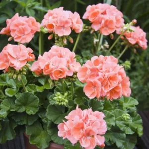 Salmon Geranium Live Starter Plant – 2 Pack, 2-3 Inch Tall – Outdoor Flower - Image 8