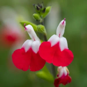 Salvia Live Plants, Set of 3, 4-6 Inches, Red & White Flowering Shrubs, Outdoor - Image 2