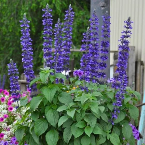 Salvia Live Plants, Set of 3, 4-6 Inches, Red & White Flowering Shrubs, Outdoor - Image 6