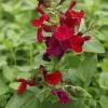 Salvia Live Plants, Set of 3, 4-6 Inches, Red & White Flowering Shrubs, Outdoor - Image 1
