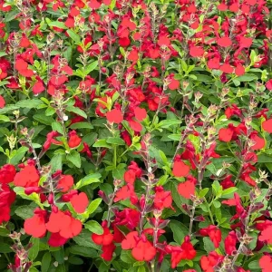 Salvia Live Plants - Set of 3 Mixed Perennial Flowers, 4-7