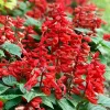 Salvia Live Plants - Set of 3 Mixed Perennial Flowers, 4-7" Tall for Garden - Image 1
