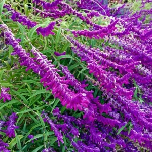 Salvia Live Plants, Set of 3, Red & White Perennial Flowers, 4-7