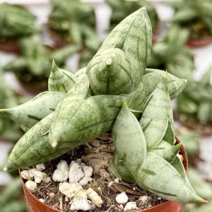 Sansevieria Bonji Live Plant – Rare Snake Plant in 2.5 inch Pot – Indoor - Image 3